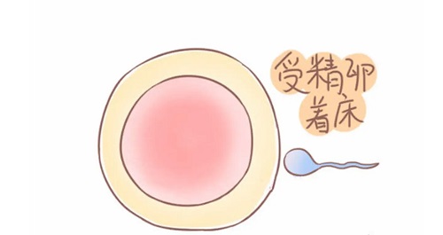 试管婴儿期间怎么养卵？
