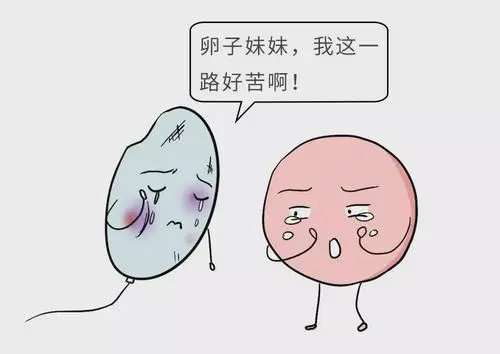 试管婴儿后，不可不知道的保胎秘籍